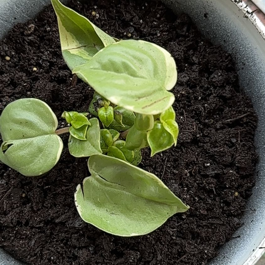 Photo of the plant species Peperomia by @CertainClubmoss named Bruce Lee on Greg, the plant care app