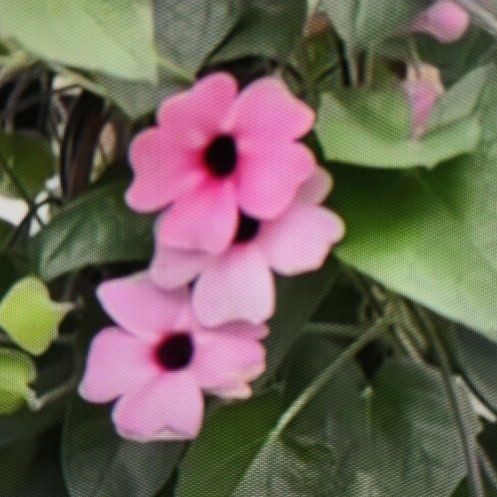 Photo of the plant species Blackeyed Susan Vine by @AnewEcheveria named McKinley on Greg, the plant care app
