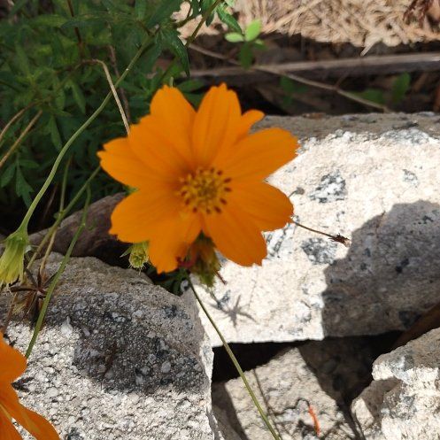 Photo of the plant species Sulphur Cosmos by @AnewEcheveria named Duke on Greg, the plant care app