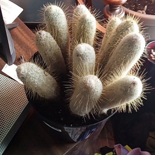 Photo of the plant species Espostoopsis dybowskii by @FoxyHairycereus named Tree Diddy on Greg, the plant care app