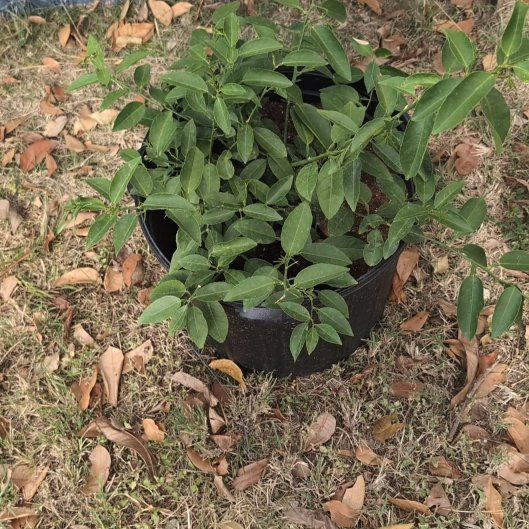 Photo of the plant species Limon Criollo by @ClubbyPignut92 named Mando on Greg, the plant care app