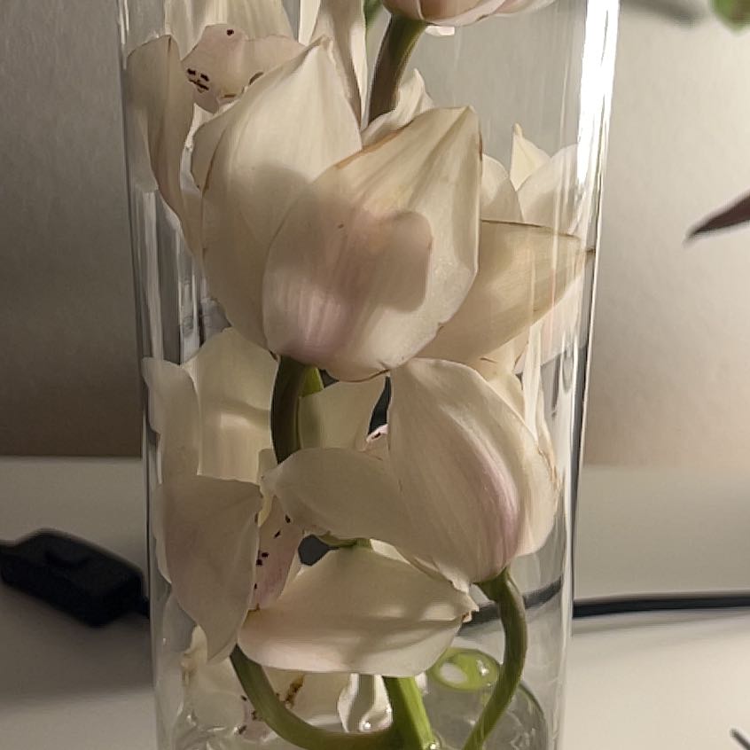 Photo of the plant species Peristeria Elata by @QuietBagpod33 named Kesha on Greg, the plant care app