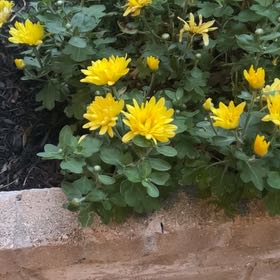 Photo of the plant species Garden Mum 'Leo' by @PrizePansy97 named Orlando Bloom on Greg, the plant care app