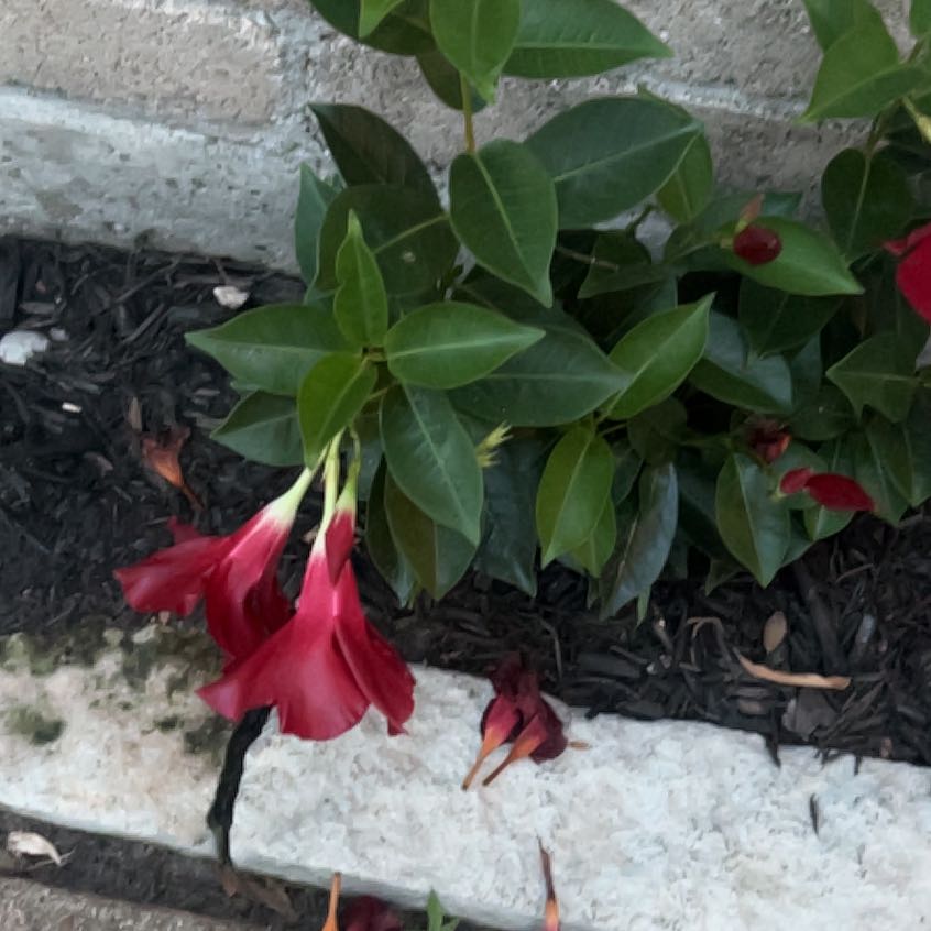 Photo of the plant species Dipladenia 'Rio' by @PrizePansy97 named Sanders on Greg, the plant care app