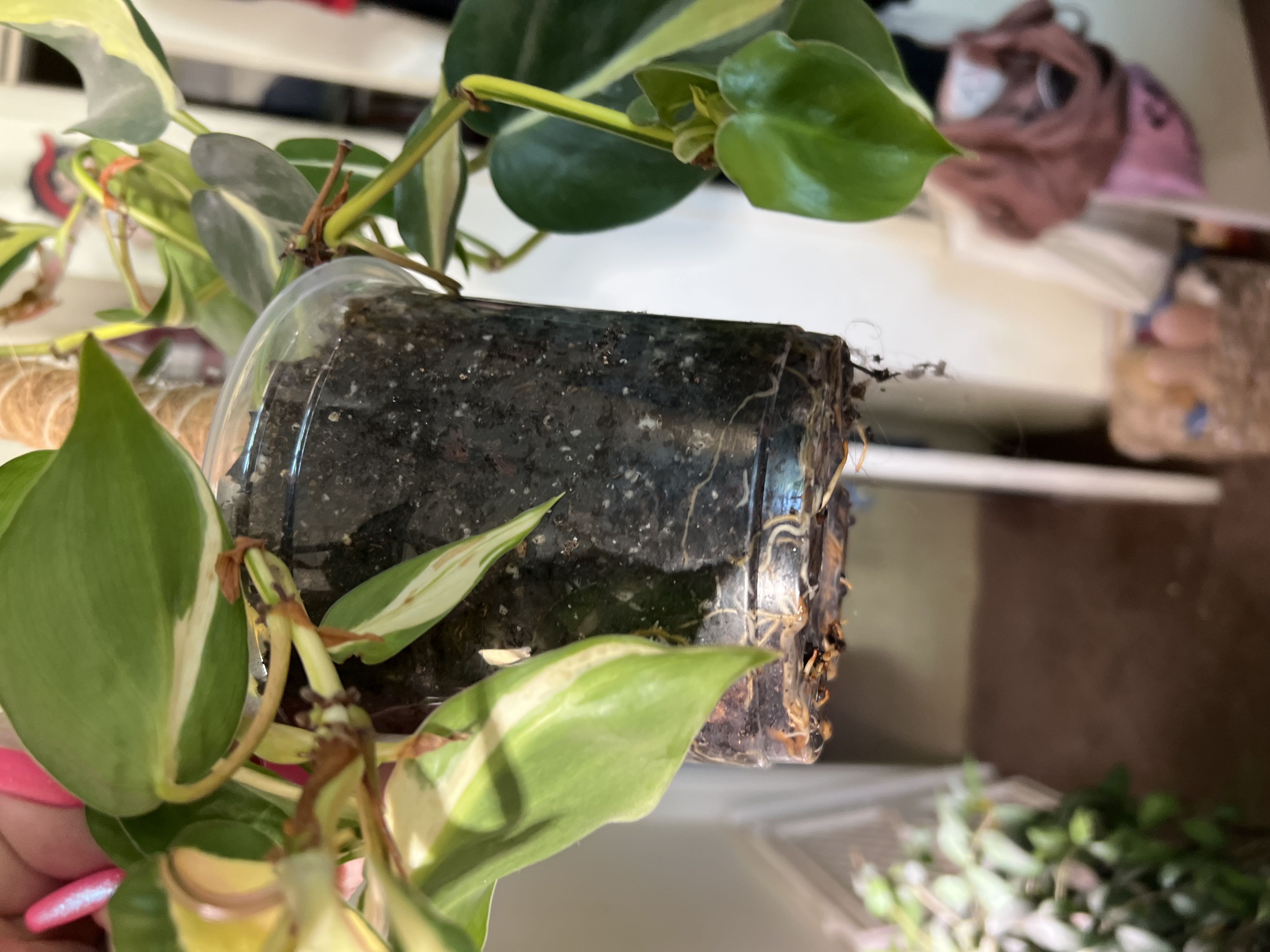 Photo from the post