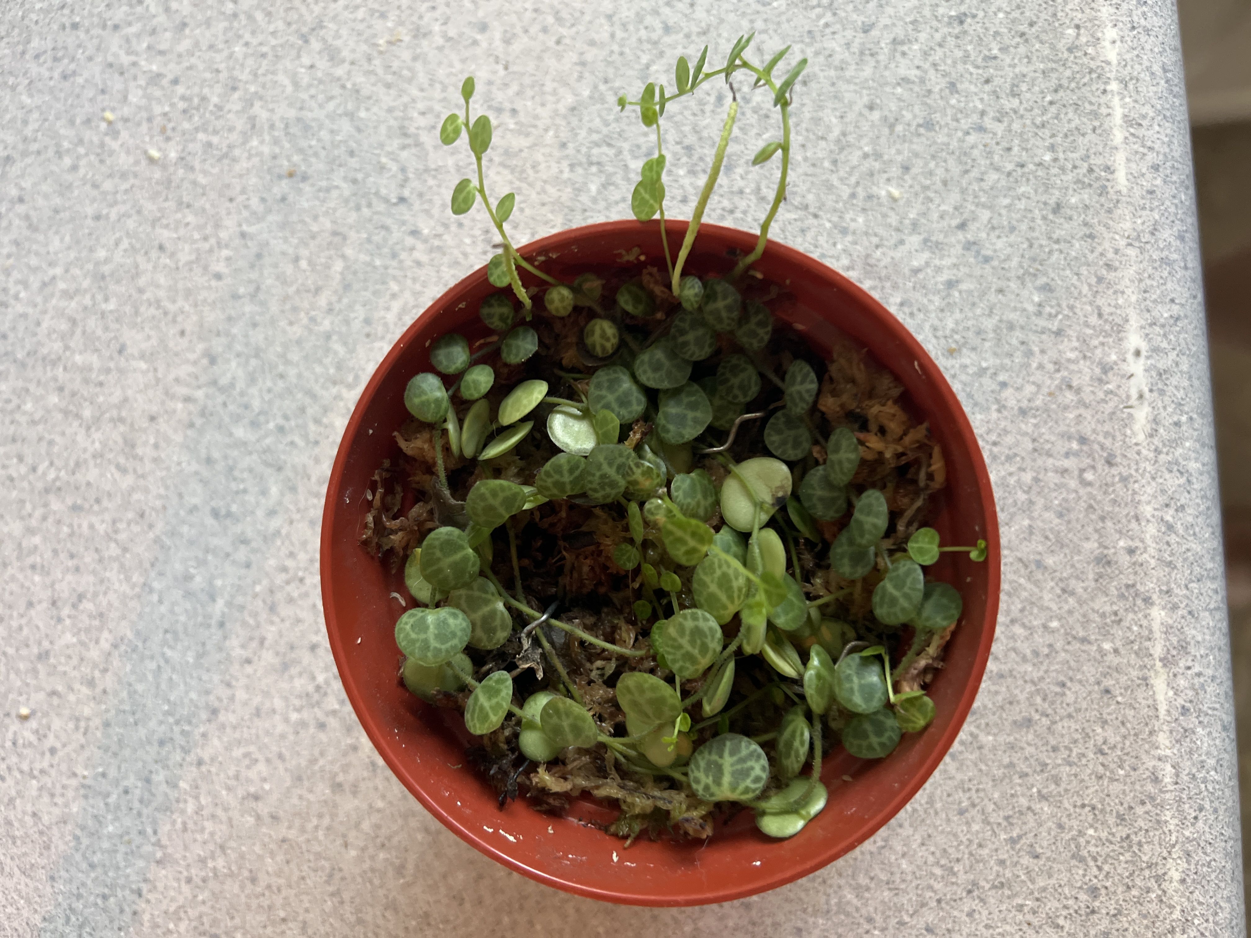 Photo from the post