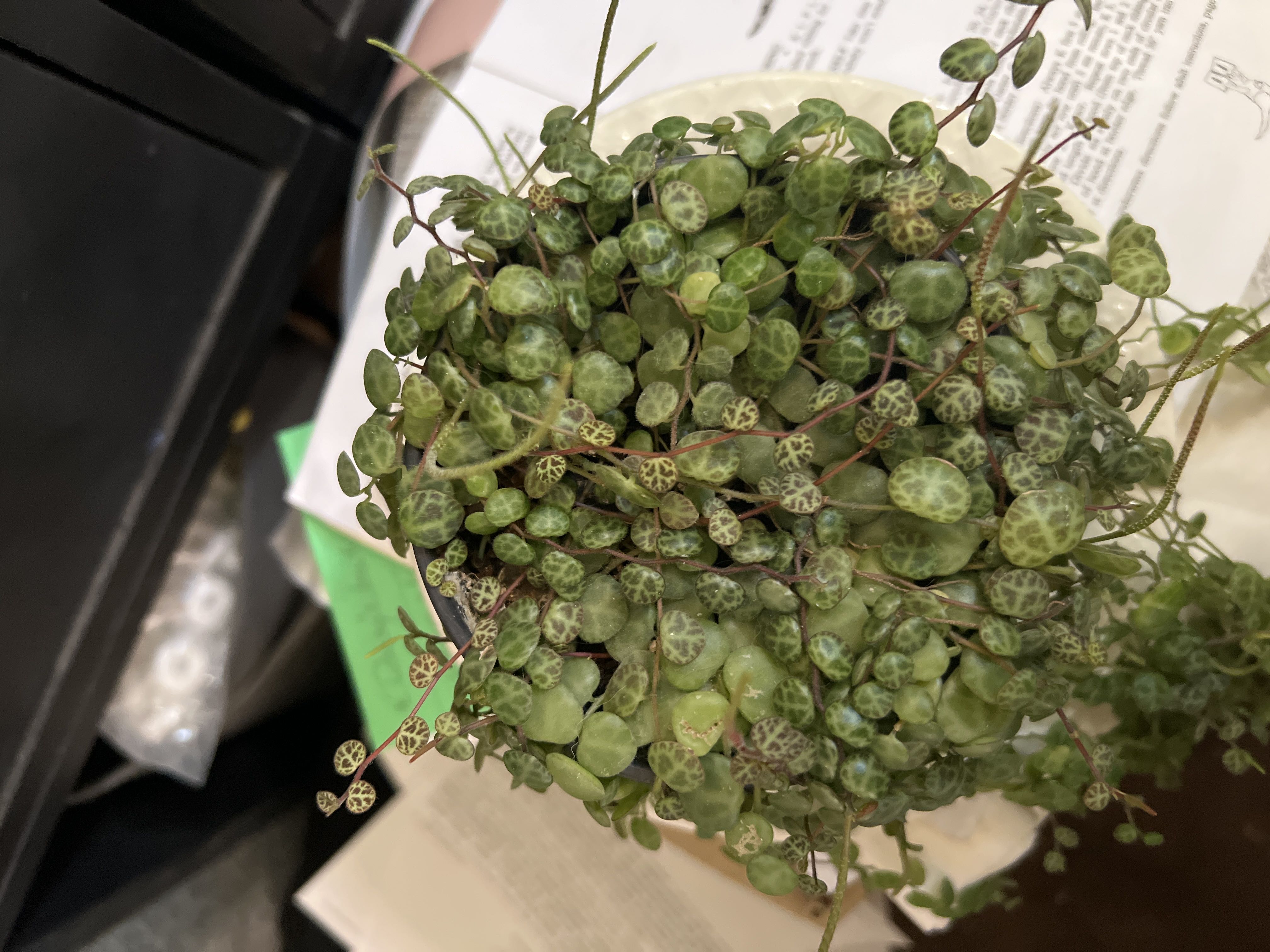 Photo from the post