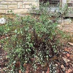 Photo of the plant species Thorny Olive by @YoungAgave66 named Daphne on Greg, the plant care app