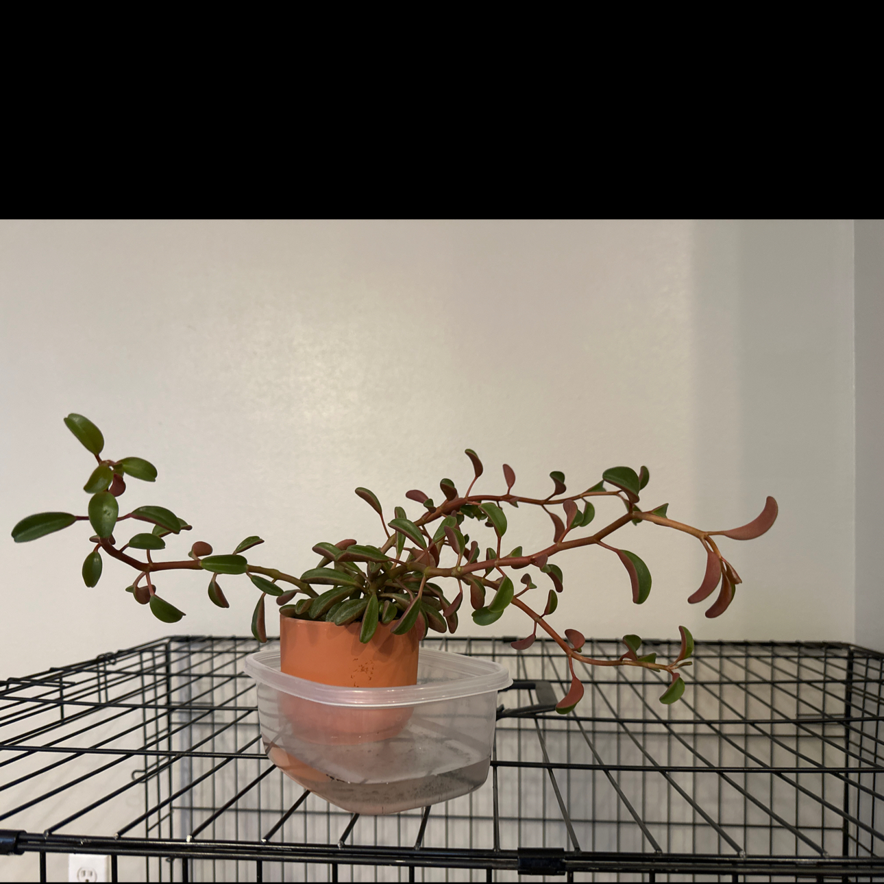 Photo of the plant species Peperomia Ruby Glow by @YoungAgave66 named Ruby on Greg, the plant care app