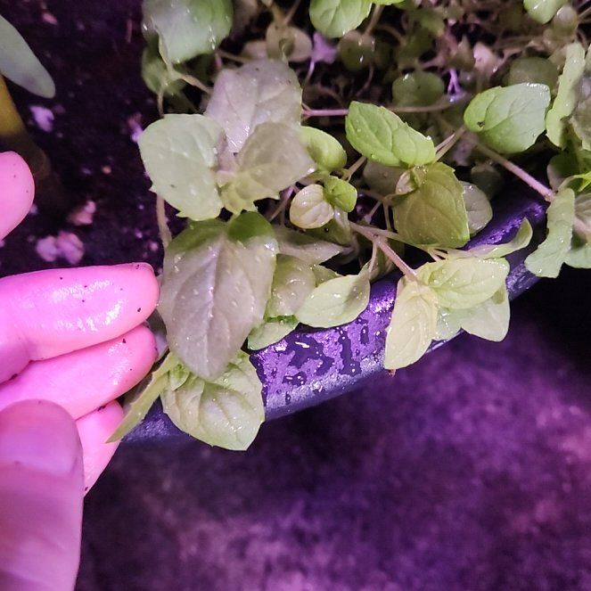 Photo of the plant species Peppermint 'After Eight' by @VioletIvy143 named Harry on Greg, the plant care app