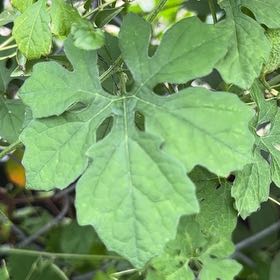 Photo of the plant species Bitter Melon by @ProfitableTawa named Athena on Greg, the plant care app