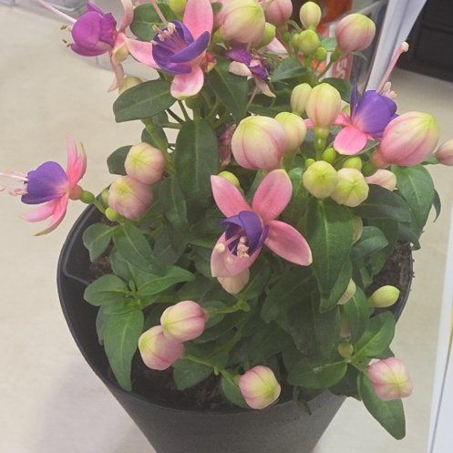 Photo of the plant species Tutsan by @YiftFreesia93 named Shakira on Greg, the plant care app