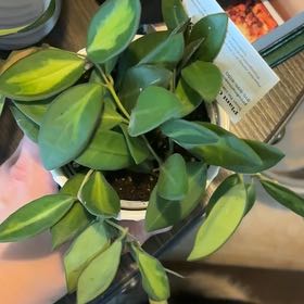 Plant care for Echeveria on Greg, the plant care app