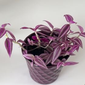 Photo of the plant species Tradescantia 'Pink Paradise' by @gregoryyc named Diana on Greg, the plant care app