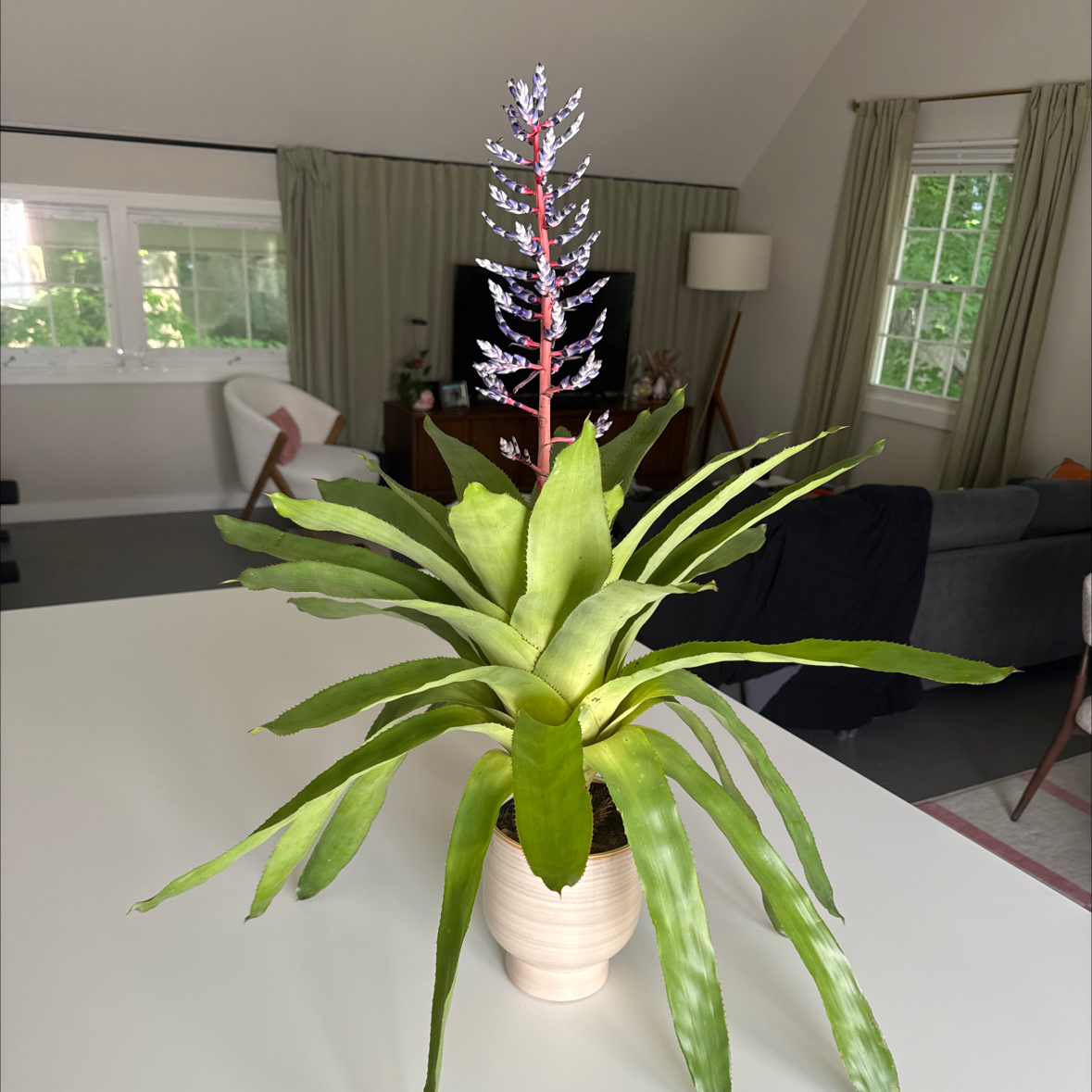 Photo of the plant species Blue Rain Bromeliad by @gregoryyc named Lola on Greg, the plant care app