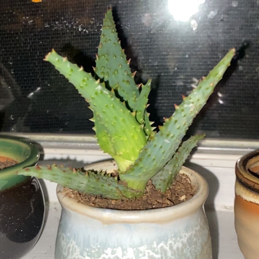 Photo of the plant species Aloe castilloniae by @kaay.dubbb named Jennay on Greg, the plant care app