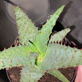 Photo of the plant species Aloe castilloniae by @kaay.dubbb named Forrest on Greg, the plant care app