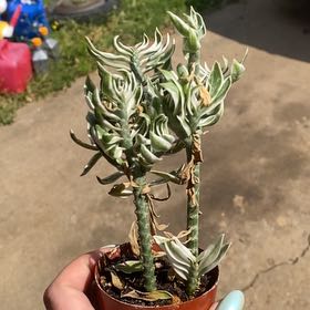 Photo of the plant species devil's backbone by @kaay.dubbb named Shakira on Greg, the plant care app