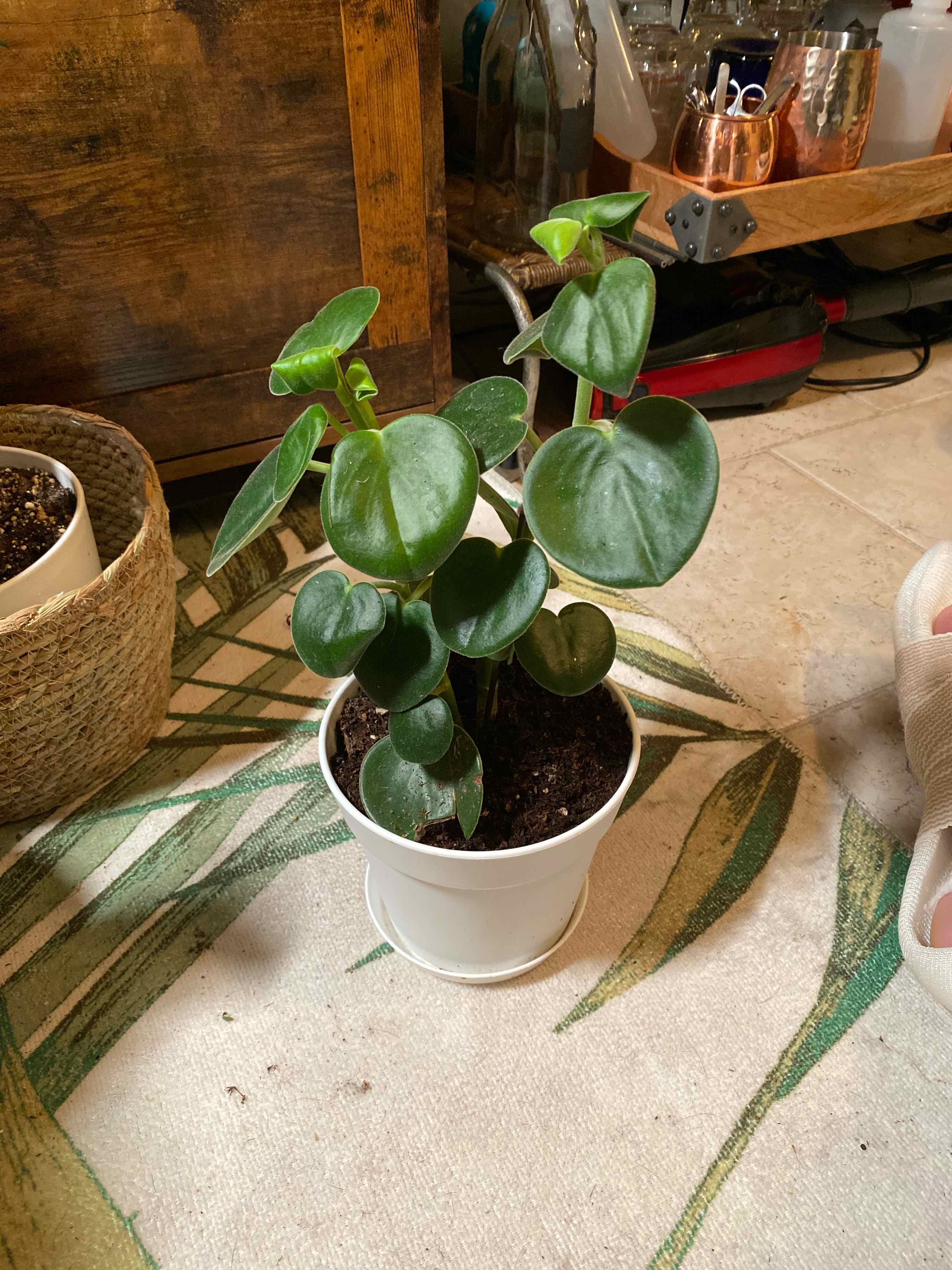 Felted Peperomia plant in a white pot with healthy green leaves.