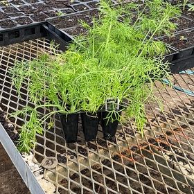 Photo of the plant species Florence Fennel by @CleverOlneya73 named Maya on Greg, the plant care app