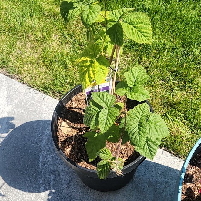 Photo of the plant species Marionberry by @pinklady98 named Walt on Greg, the plant care app
