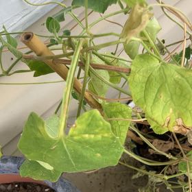 Photo of the plant species Ivy Gourd by @AgelessViolet21 named Hemingway on Greg, the plant care app