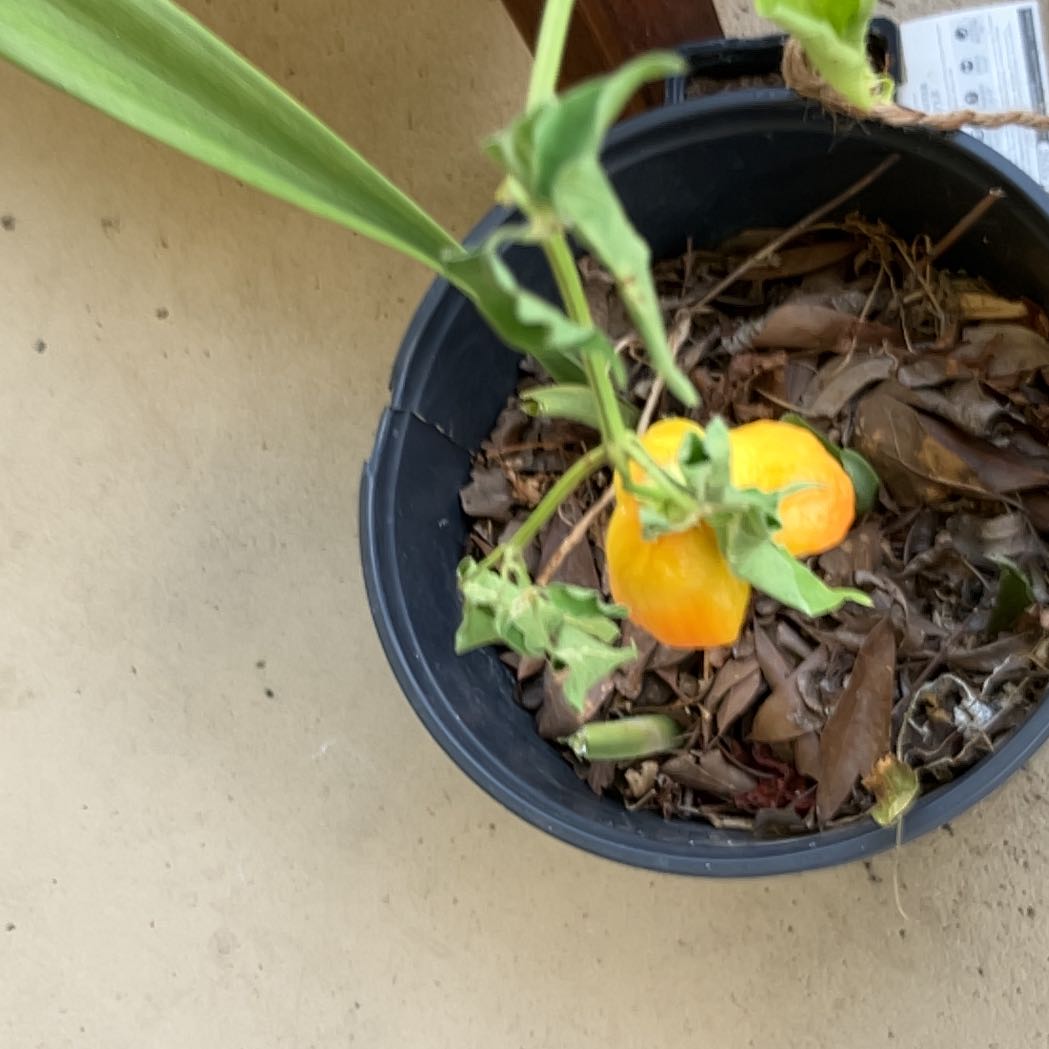 Photo of the plant species Mad Hatter Pepper by @AgelessViolet21 named Achilles on Greg, the plant care app