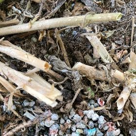 Photo of the plant species Chinese Rice-Paper Plant by @AgelessViolet21 named Orwell on Greg, the plant care app