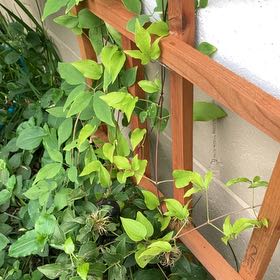 Photo of the plant species Crimson Clematis by @AgelessViolet21 named Peter Parker on Greg, the plant care app