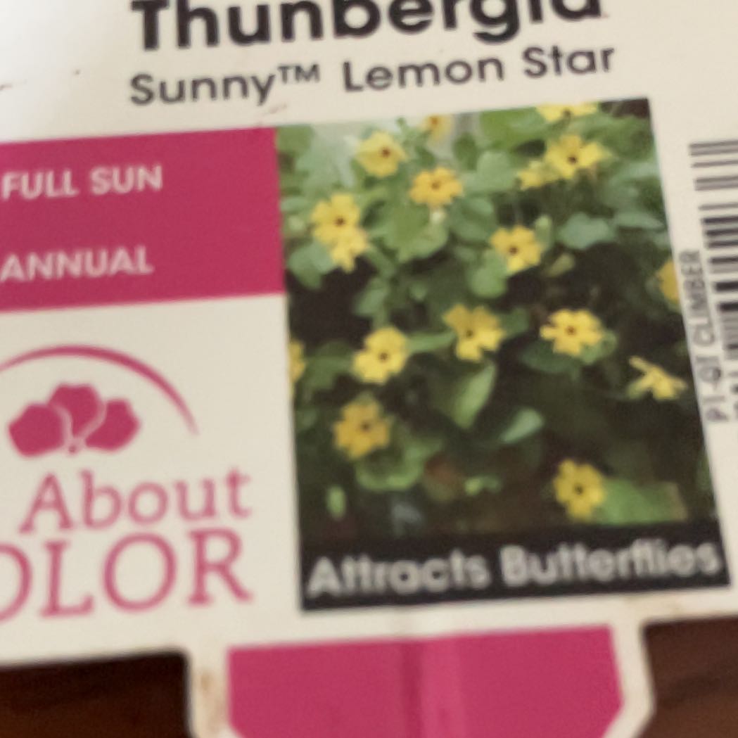Photo of the plant species Golden-Knee by @AgelessViolet21 named Tolkien on Greg, the plant care app