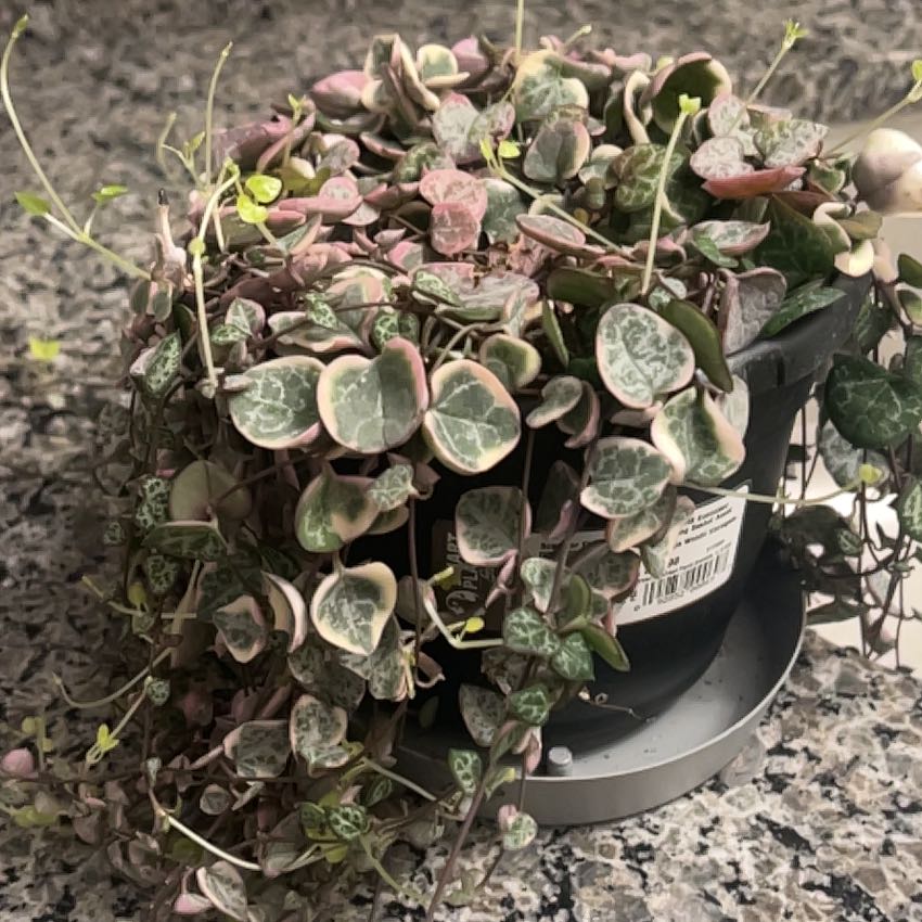 Photo of the plant species String of Hearts by @ExpansiveTupeia named Leonardo on Greg, the plant care app