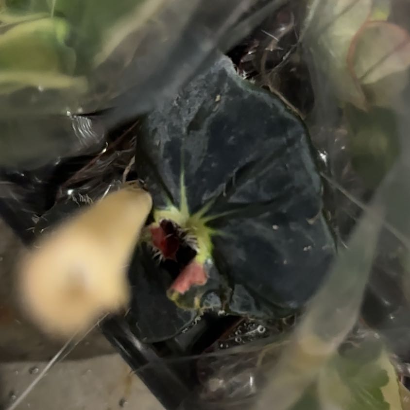 Photo of the plant species Spotted Wintergreen by @JazzedPandan4 named Mollie on Greg, the plant care app