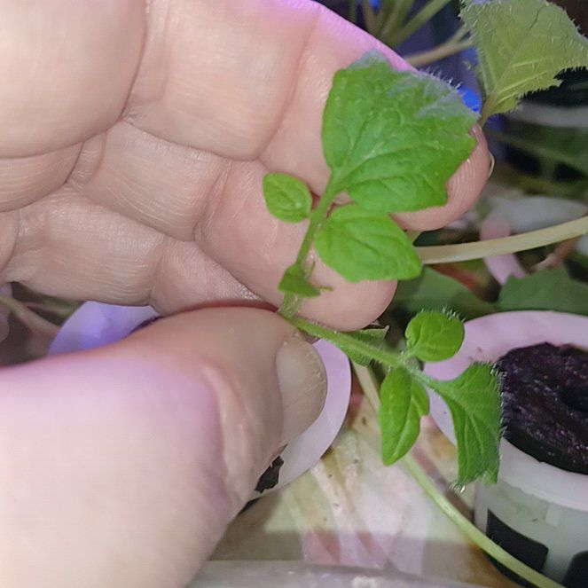 Photo of the plant species Smallflower Nemophila by @PoetGlacierlily named Marley on Greg, the plant care app