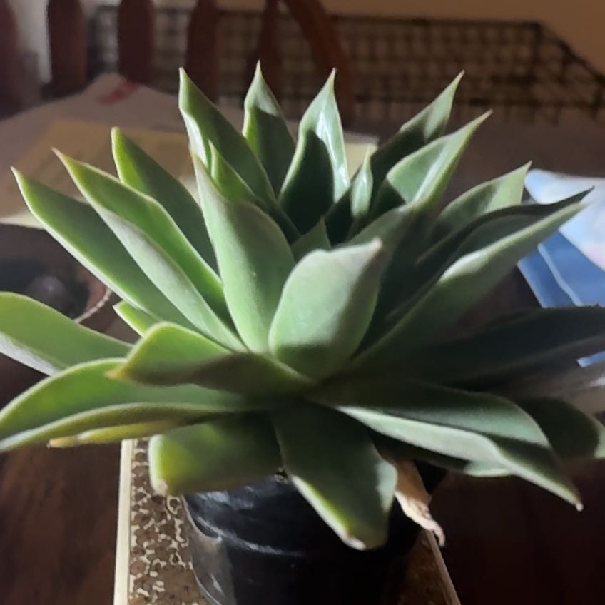 Photo of the plant species Sucula by @BullishCorn named Taylor Swift on Greg, the plant care app