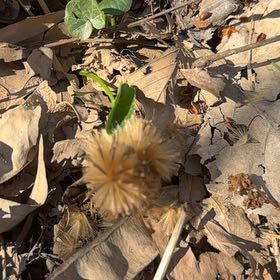 Photo of the plant species Florida Mimosa by @FreeMorombe19 named Lebron on Greg, the plant care app