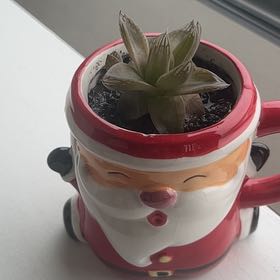 Photo of the plant species Grey Ghost by @PottedNovice named Santa on Greg, the plant care app