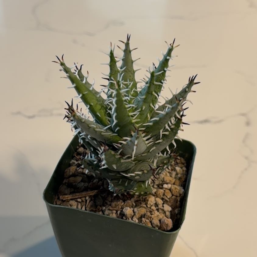 Photo of the plant species Aloe Erinacea by @JenandJuice23 named Bowser on Greg, the plant care app