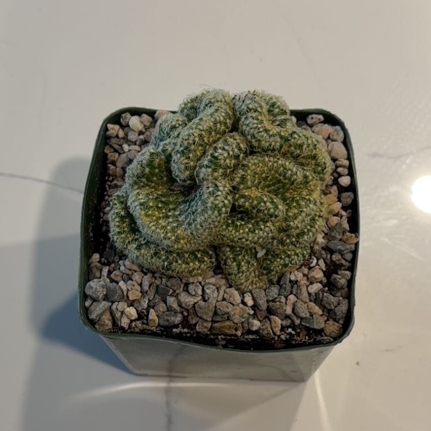 Photo of the plant species Brain Cactus by @JenandJuice23 named Pinky on Greg, the plant care app