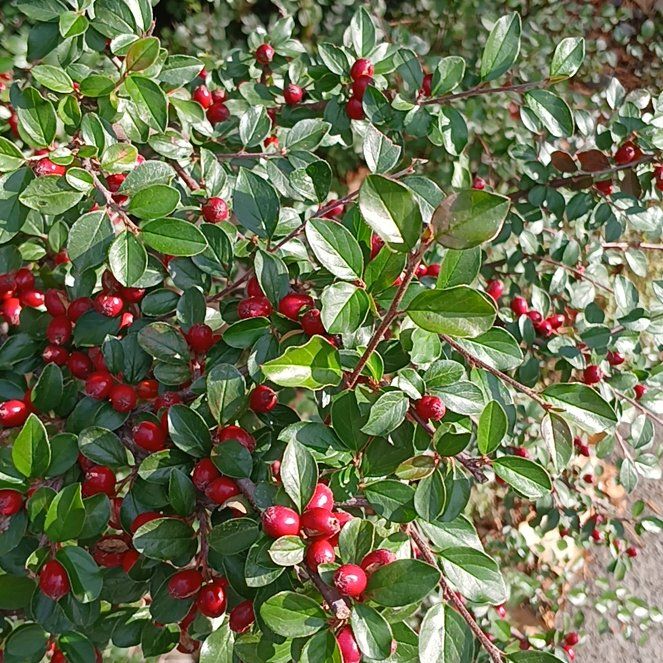 Photo of the plant species Rockspray Cotoneaster by @UndividedKale named Surya on Greg, the plant care app