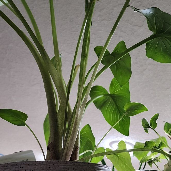 Photo of the plant species White Calla Lily by @StoutPinkruby56 named Fernie Saunders on Greg, the plant care app