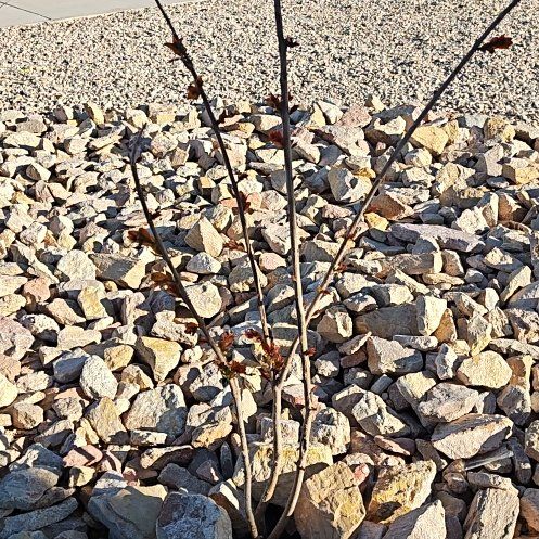 Photo of the plant species Miss Frances Crape Myrtle by @KeyLychee47 named Diana on Greg, the plant care app