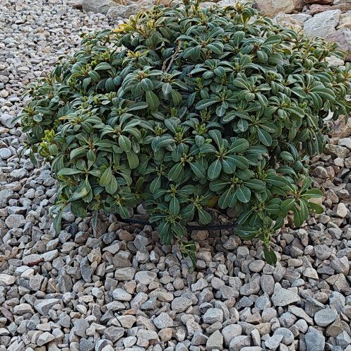 Photo of the plant species Pittosporum 'Wheeler's Dwarf' by @KeyLychee47 named Sherlock on Greg, the plant care app