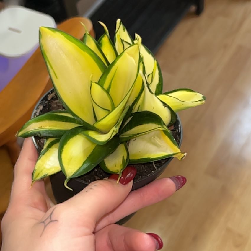 Photo of the plant species Gold Star Snake Plant by @SultryCorrea57 named Foxxy on Greg, the plant care app