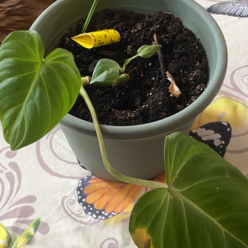 Photo of the plant species Velvet leaf philodendron by @SultryCorrea57 named Lebron on Greg, the plant care app