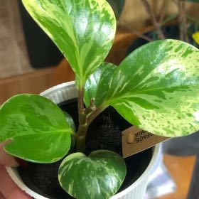 Photo of the plant species Peperface by @SultryCorrea57 named Messi on Greg, the plant care app