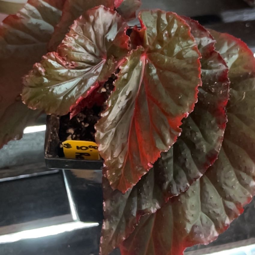 Plant care for Red Heart Philodendron on Greg, the plant care app