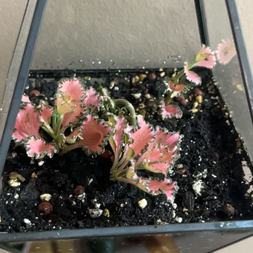 Photo of the plant species Nerve Plant by @SultryCorrea57 named Remington on Greg, the plant care app