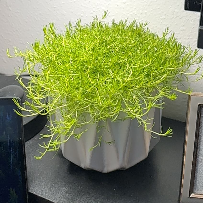 Photo of the plant species Scotch Moss by @BrawnyBookaloe named Figyonce on Greg, the plant care app