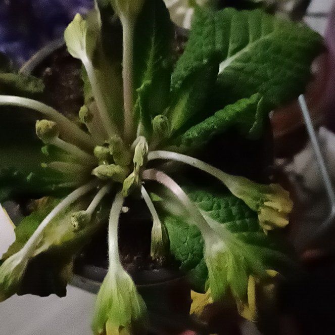Photo of the plant species Cowslip Primrose by @VastAnacua36 named Stella on Greg, the plant care app