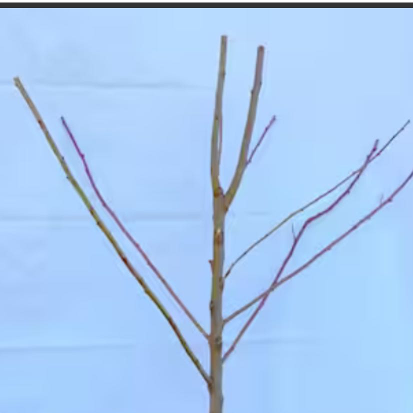 Photo of the plant species Fuji Apple by @HopperHome named Prince on Greg, the plant care app